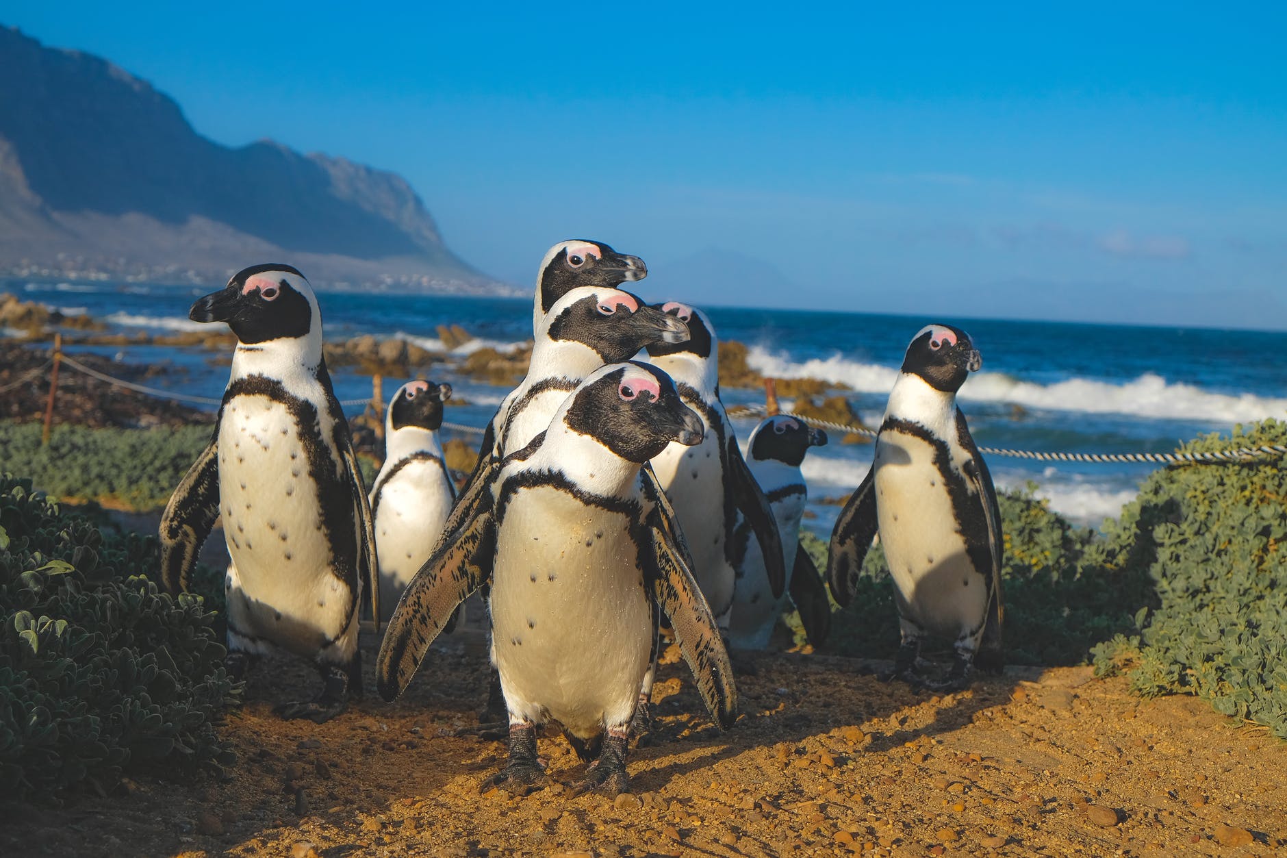 group of african penguins